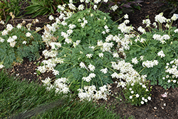 White Diamonds Fern-leaved Bleeding Heart (Dicentra 'White Diamonds') at Hunniford Gardens