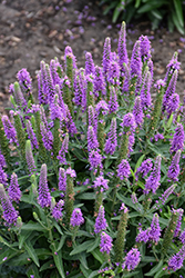 Magic Show Purple Illusion Speedwell (Veronica 'Purple Illusion') at Hunniford Gardens