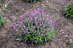 Magic Show Purple Illusion Speedwell (Veronica 'Purple Illusion') at Hunniford Gardens