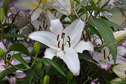 The Edge Lily (Lilium 'The Edge') at Hunniford Gardens