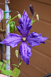 Tie Dye Clematis (Clematis 'Tie Dye') at Hunniford Gardens
