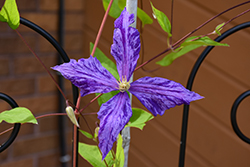Tie Dye Clematis (Clematis 'Tie Dye') at Hunniford Gardens